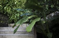 Vertical Garden (2)